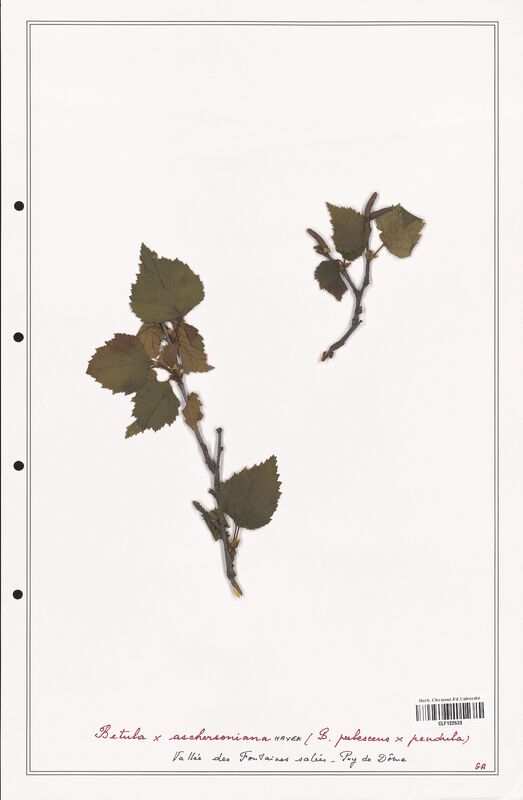 Betula x_aschersoniana  (Betulaceae)