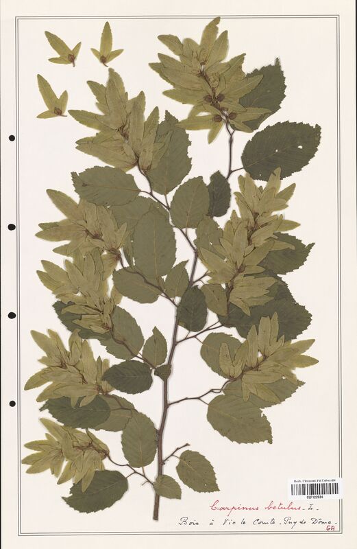 Carpinus betulus  (Betulaceae)