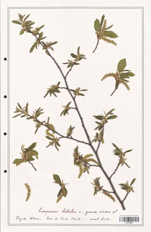 Carpinus betulus  (Betulaceae)