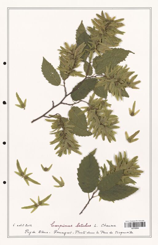 Carpinus betulus  (Betulaceae)