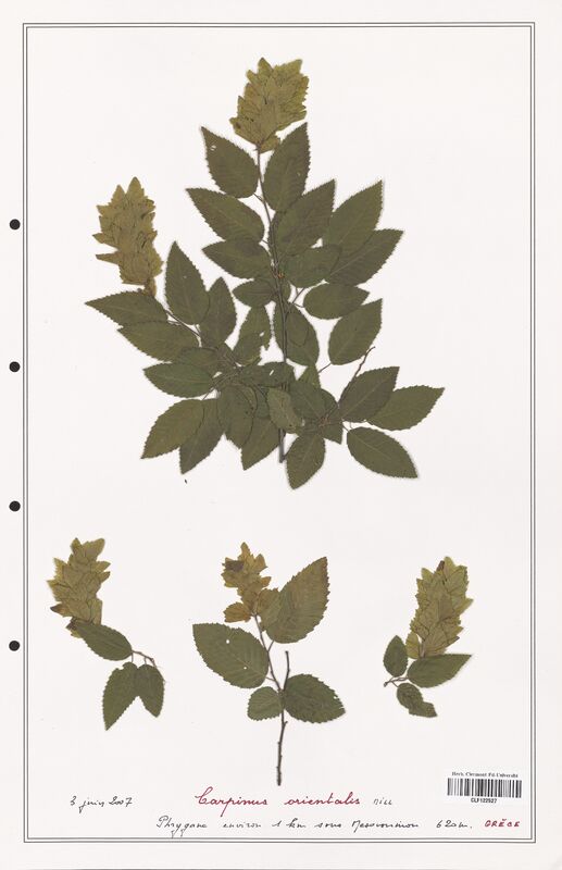Carpinus orientalis  (Betulaceae)