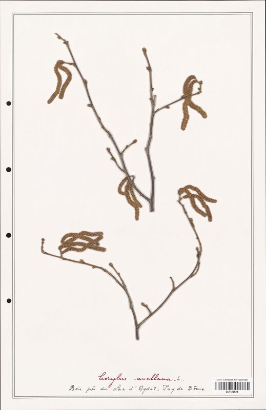 Corylus avellana  (Betulaceae)