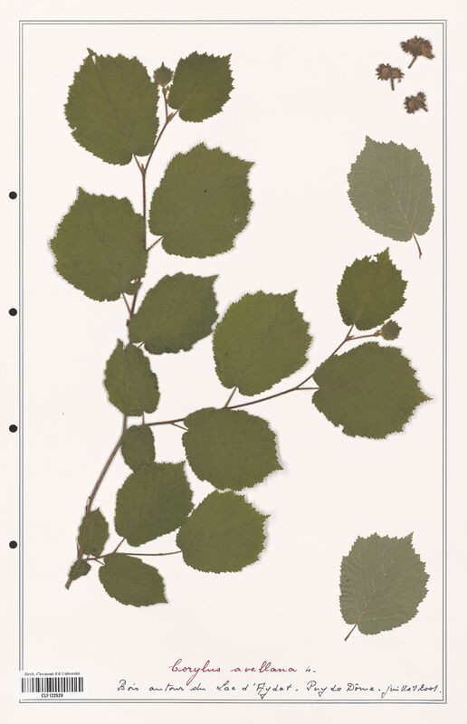 Corylus avellana  (Betulaceae)