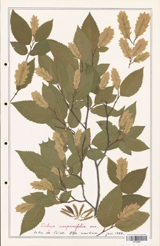 Ostrya carpinifolia  (Betulaceae)
