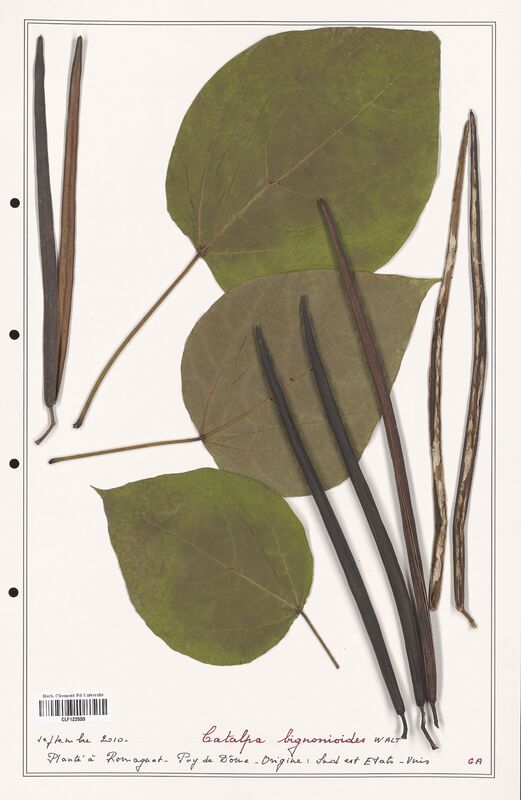 Catalpa bignonioides  (Bignoniaceae)