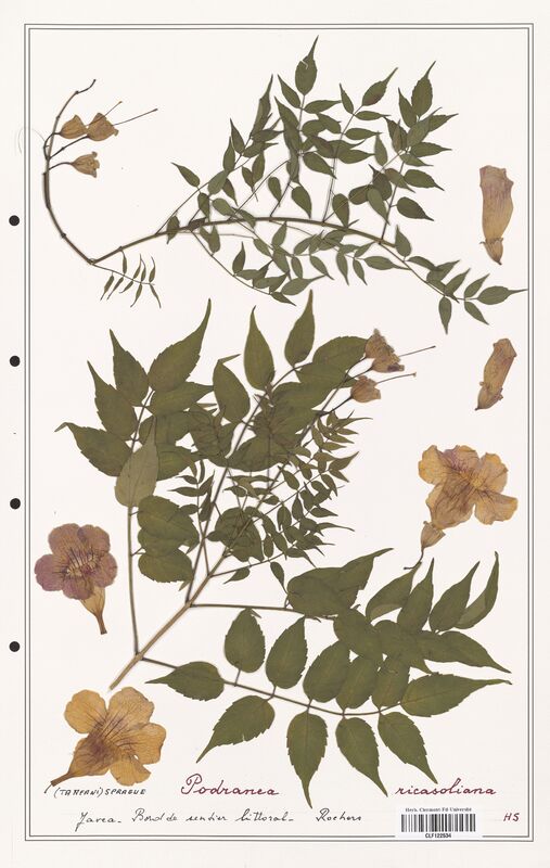 Podranea ricasoliana  (Bignoniaceae)