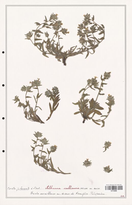 Alkanna calliensis  (Boraginaceae)