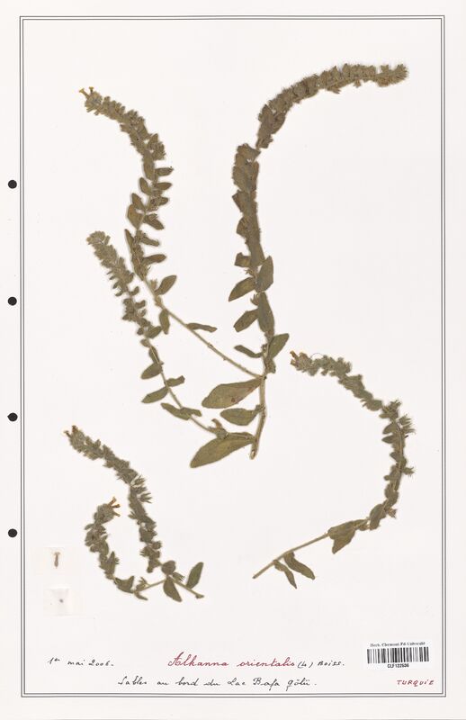 Alkanna orientalis  (Boraginaceae)