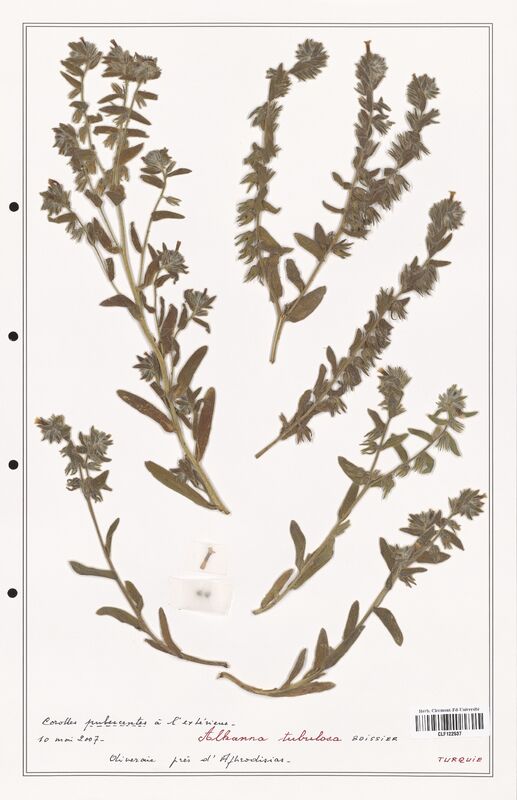 Alkanna tubulosa  (Boraginaceae)