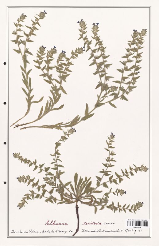 Alkanna tinctoria  (Boraginaceae)