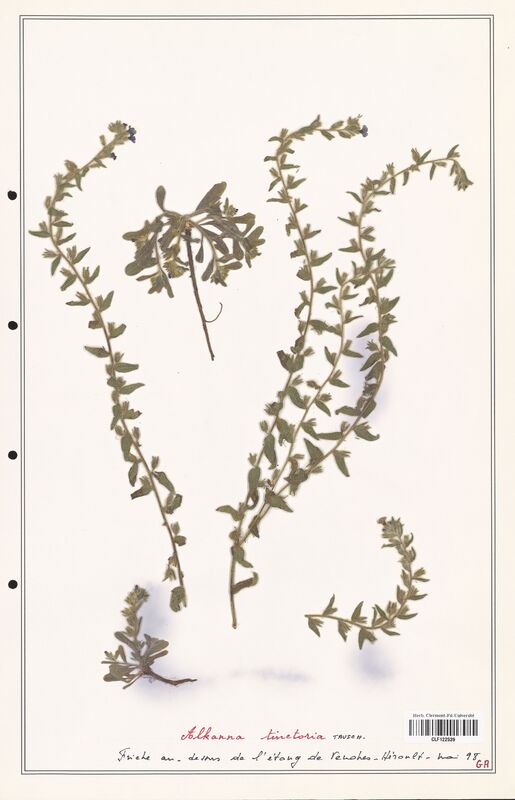 Alkanna tinctoria  (Boraginaceae)