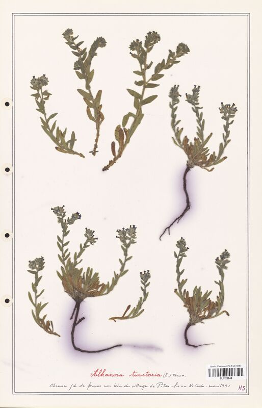 Alkanna tinctoria  (Boraginaceae)