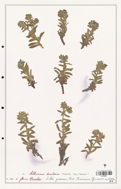 Alkanna tinctoria  (Boraginaceae)