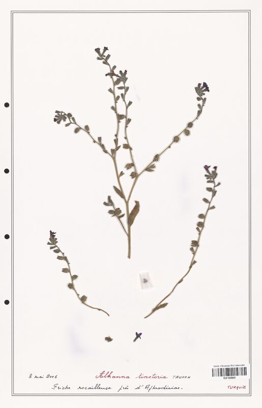 Alkanna tinctoria  (Boraginaceae)