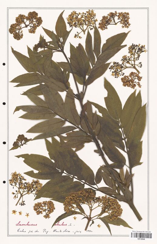 Sambucus ebelus  (Adoxaceae)