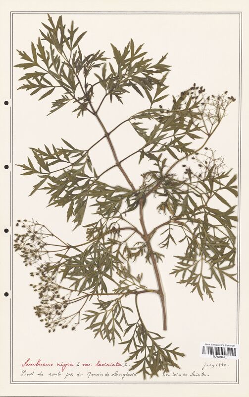 Sambucus nigra  (Adoxaceae)