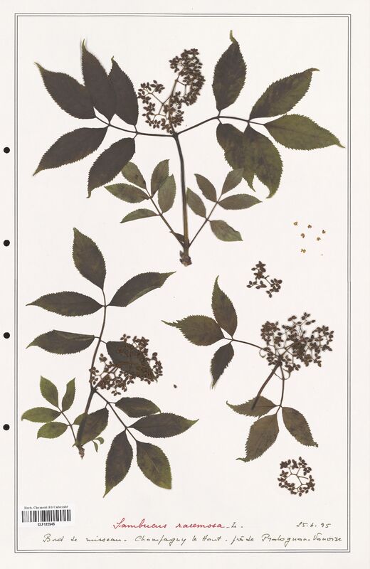 Sambucus racemosa  (Adoxaceae)