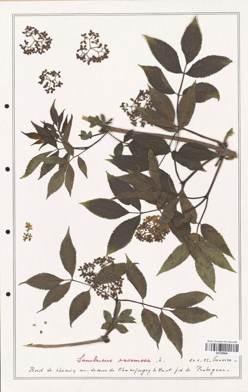 Sambucus racemosa  (Adoxaceae)