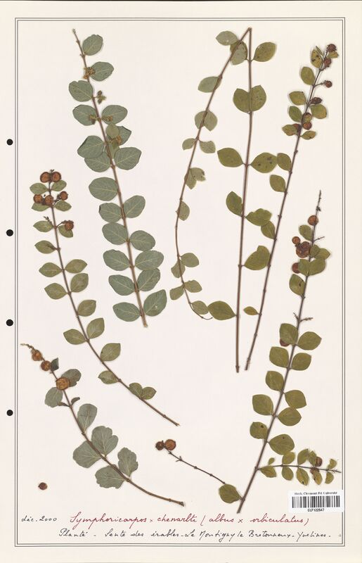 Symphoricarpos chenarlti  (Adoxaceae)