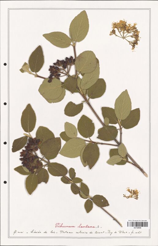 Viburnum lantana  (Adoxaceae)