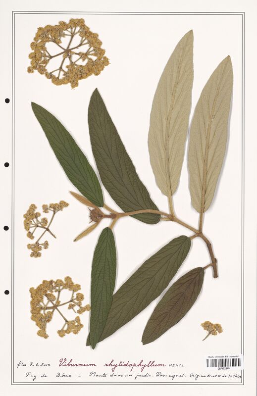 Viburnum rhytidophyllum  (Adoxaceae)