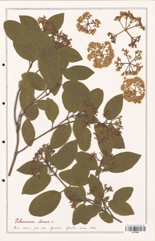 Viburnum tinus  (Adoxaceae)