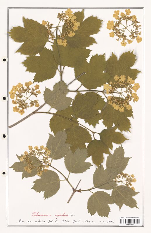Viburnum opulus  (Adoxaceae)