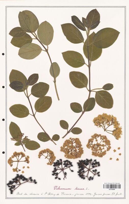 Viburnum tinus  (Adoxaceae)