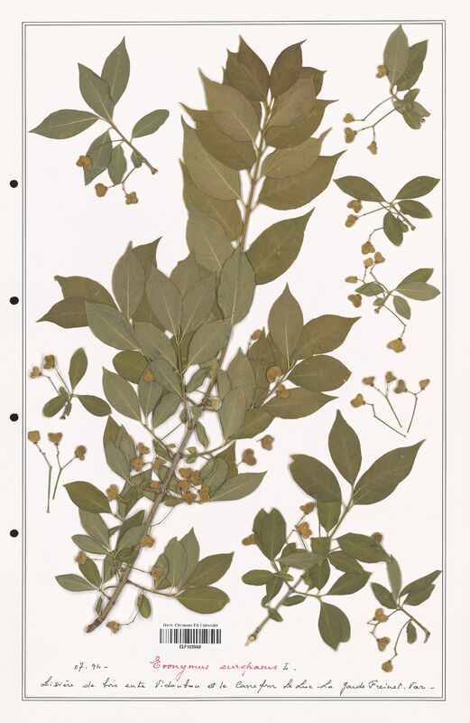 Euonymus europaeus  (Celastraceae)