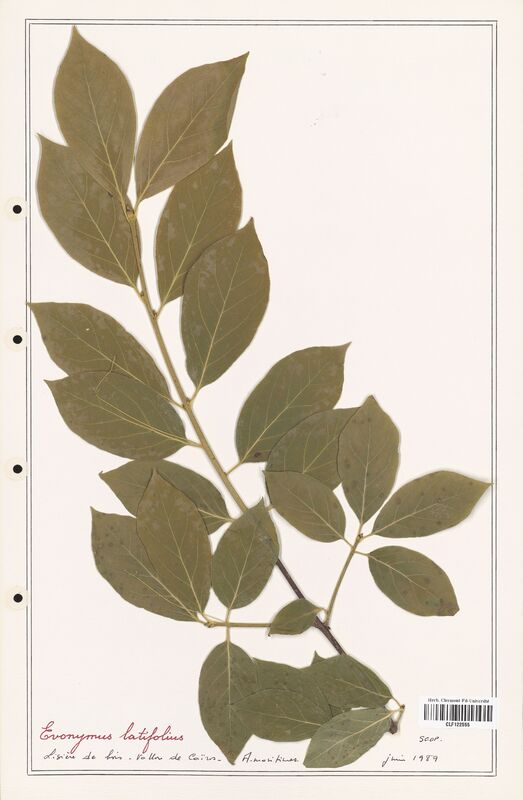 Euonymus latifolius  (Celastraceae)
