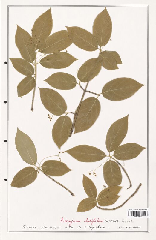 Euonymus latifolius  (Celastraceae)