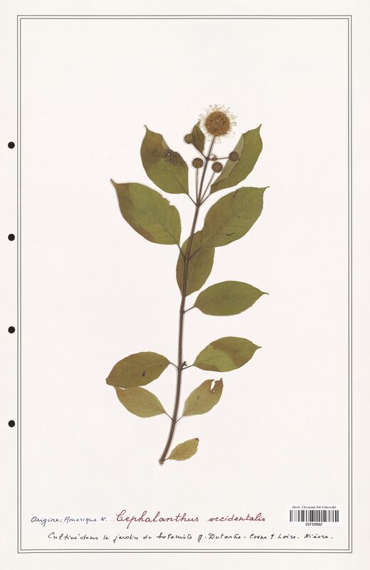 Cephalanthus occidentalis  (Rubiaceae)