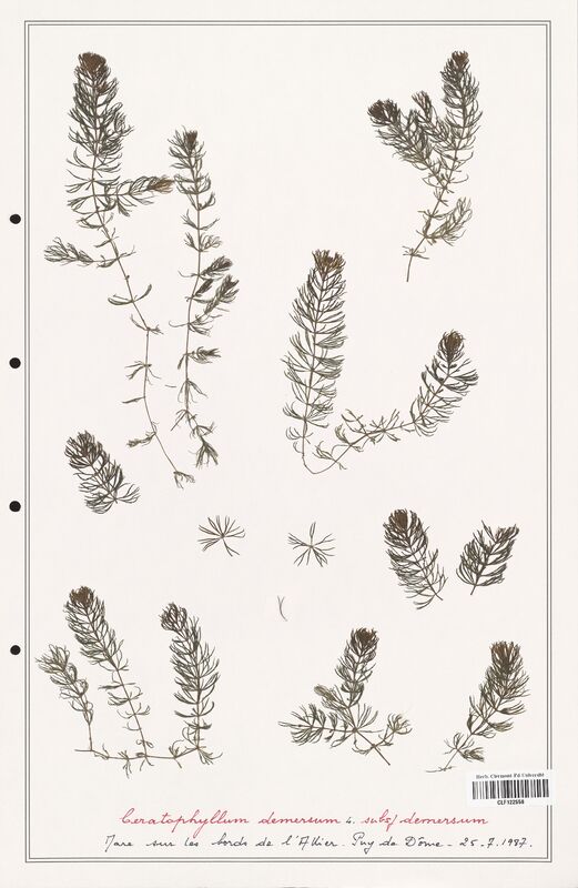 Ceratophyllum demersum  (Ceratophyllaceae)