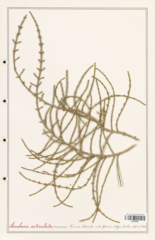 Anabasis articulata  (Amaranthaceae)