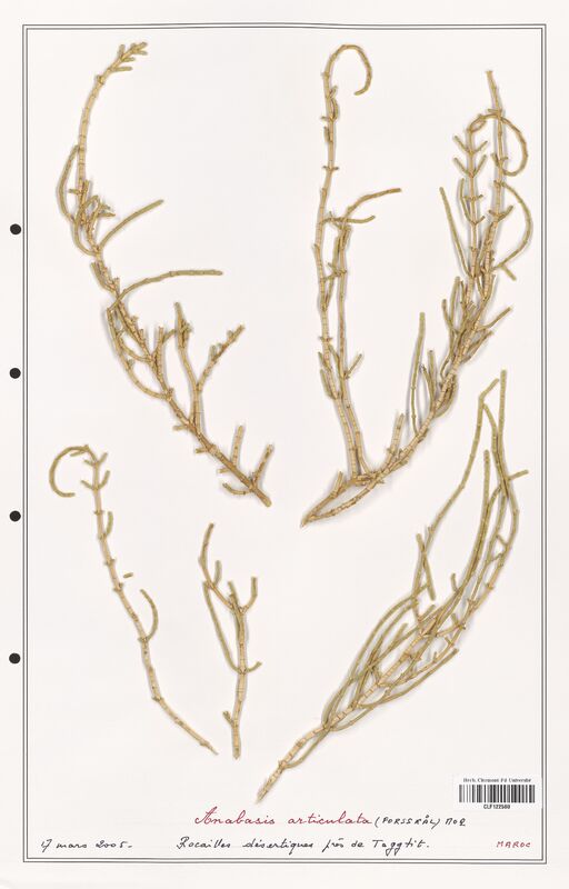 Anabasis articulata  (Amaranthaceae)