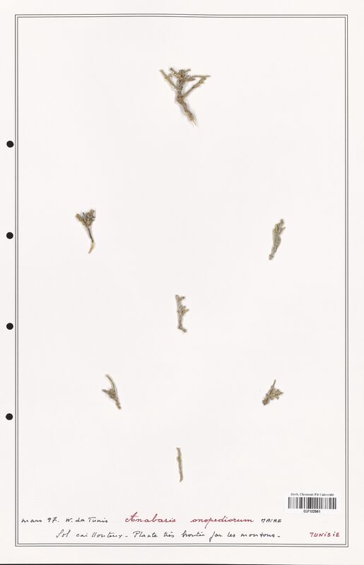 Anabasis onopediorum  (Amaranthaceae)