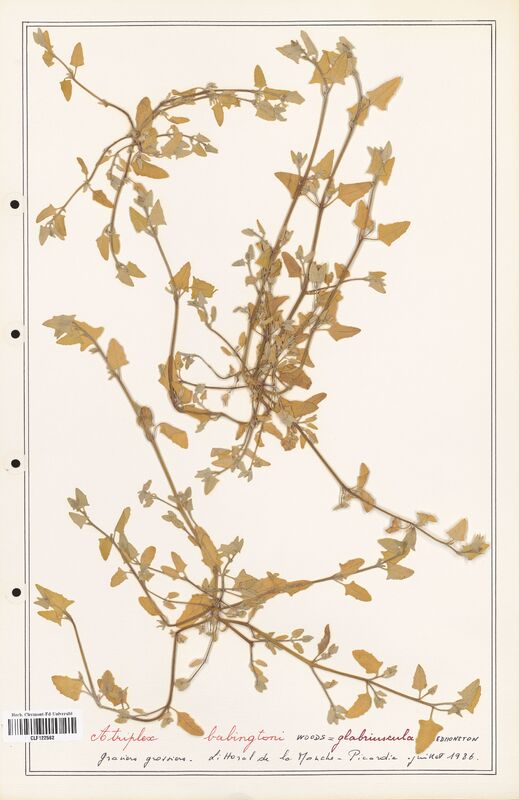 Atriplex babingtoni  (Amaranthaceae)