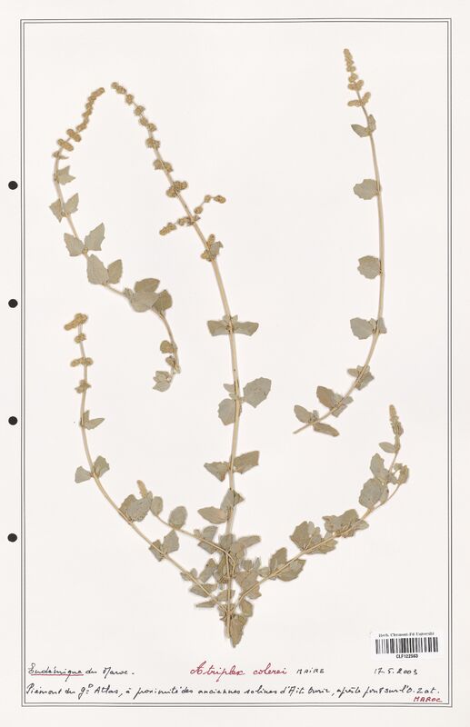 Atriplex colerei  (Amaranthaceae)