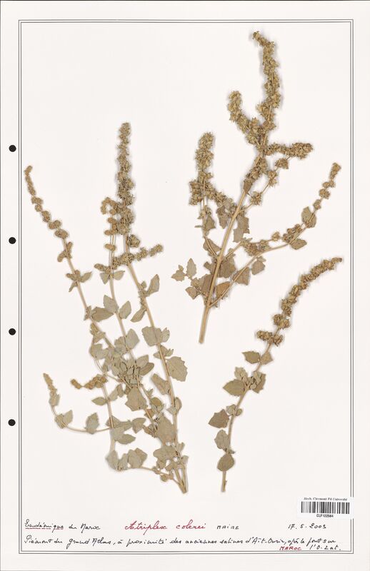 Atriplex colerei  (Amaranthaceae)