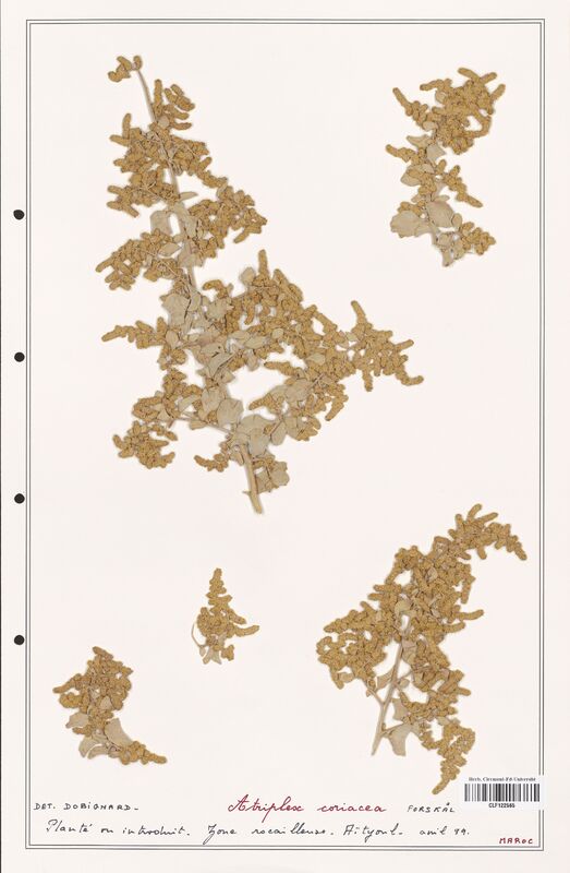 Atriplex coriacea  (Amaranthaceae)