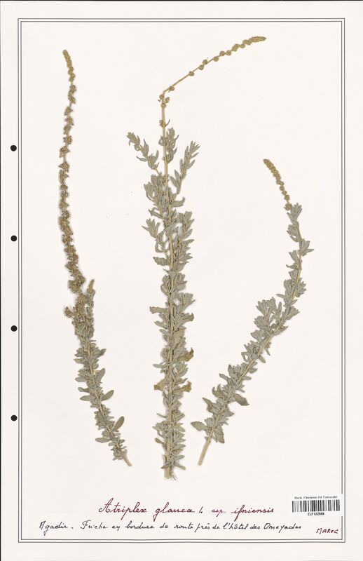 Atriplex glauca  (Amaranthaceae)