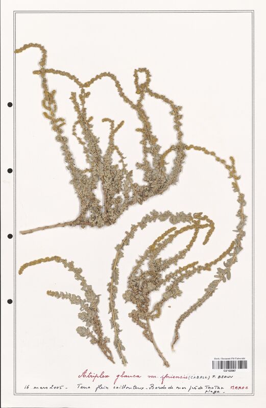 Atriplex glauca  (Amaranthaceae)