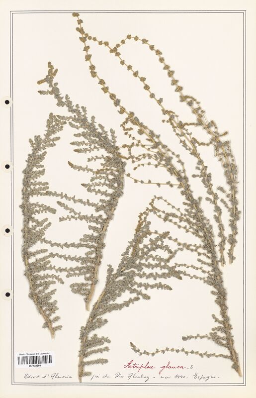 Atriplex glauca  (Amaranthaceae)