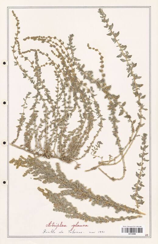 Atriplex glauca  (Amaranthaceae)