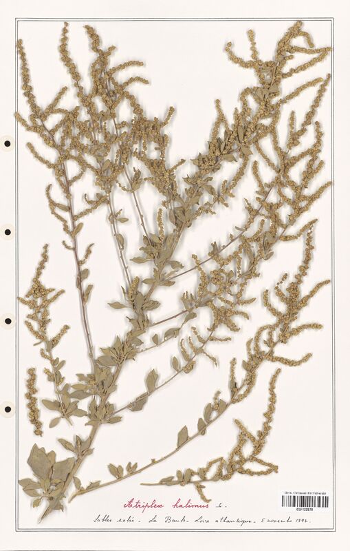 Atriplex halimus  (Amaranthaceae)