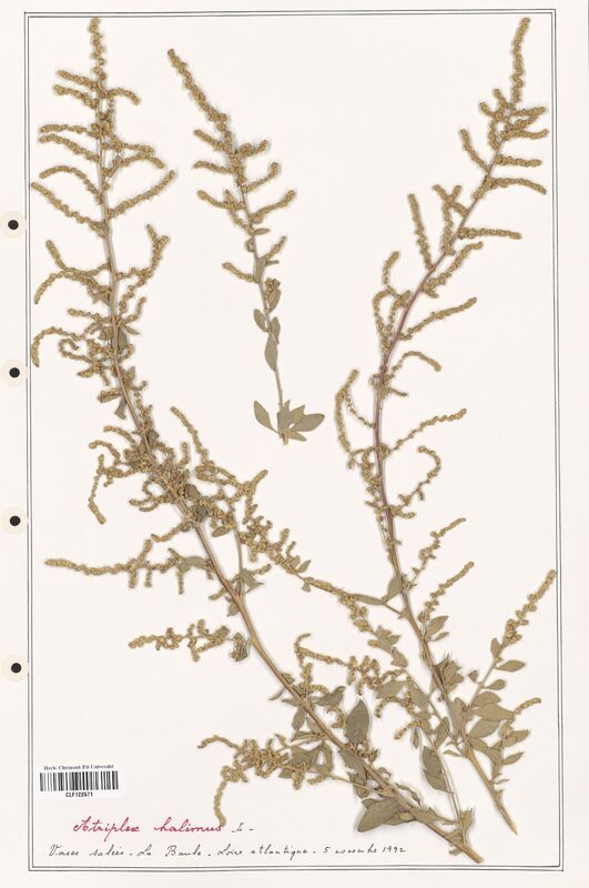 Atriplex halimus  (Amaranthaceae)