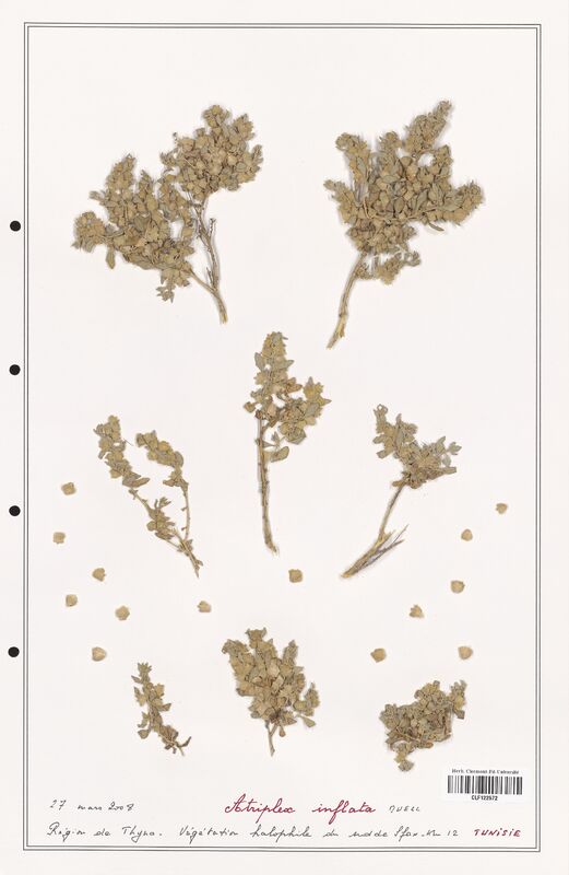 Atriplex inflata  (Amaranthaceae)