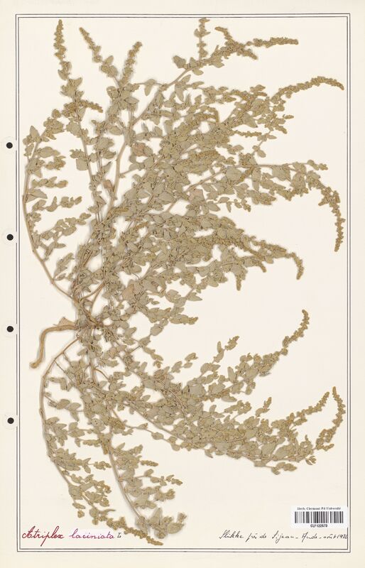 Atriplex laciniata  (Amaranthaceae)