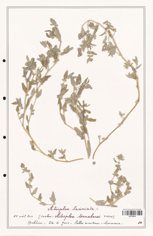 Atriplex laciniata  (Amaranthaceae)