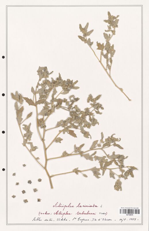 Atriplex laciniata  (Amaranthaceae)